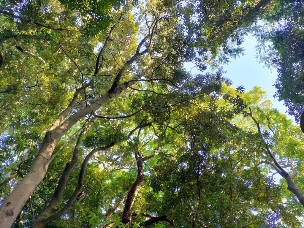Forest