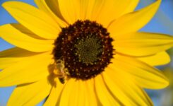 Bee on the flower