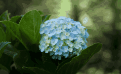紫陽花