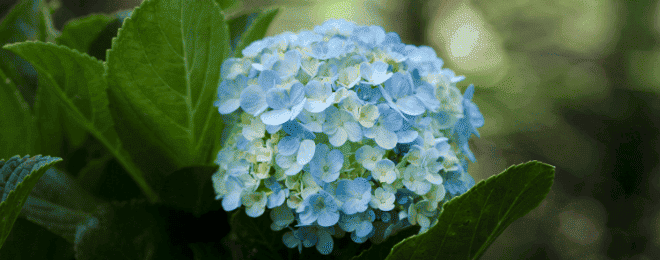 紫陽花