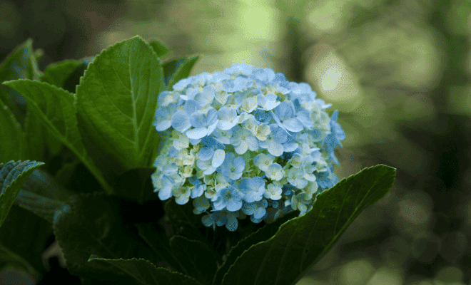 紫陽花